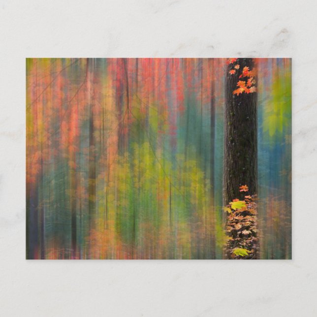 Maple Trees | Silver Falls State Park Postcard (Front)