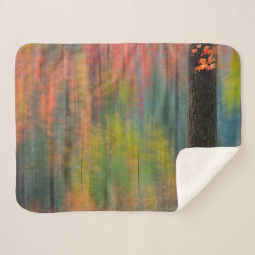Maple Trees  Silver Falls State Park Sherpa Blanket
