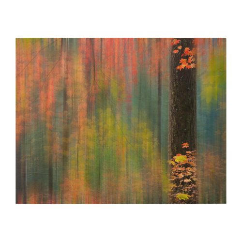 Maple Trees  Silver Falls State Park Wood Wall Art