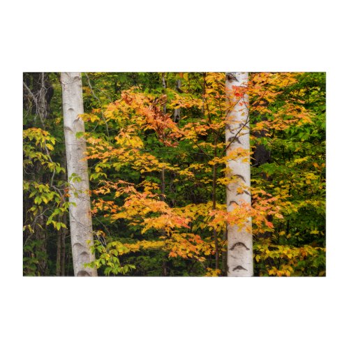 Maple  White Birch  White Mountains NH Acrylic Print