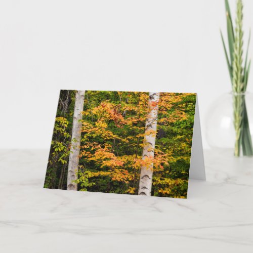 Maple  White Birch  White Mountains NH Card