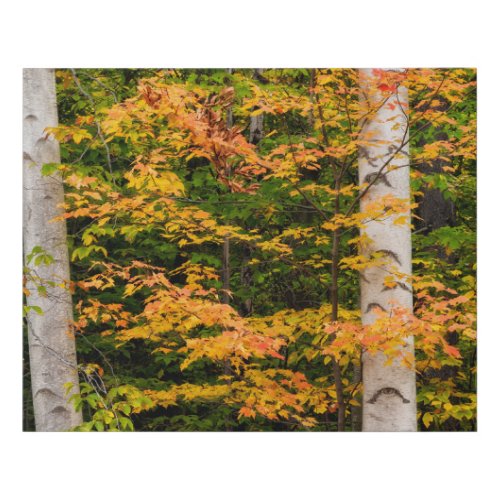 Maple  White Birch  White Mountains NH Faux Canvas Print