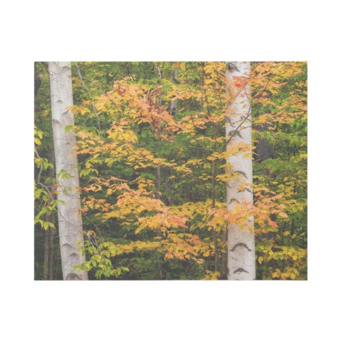 Maple  White Birch  White Mountains NH Gallery Wrap