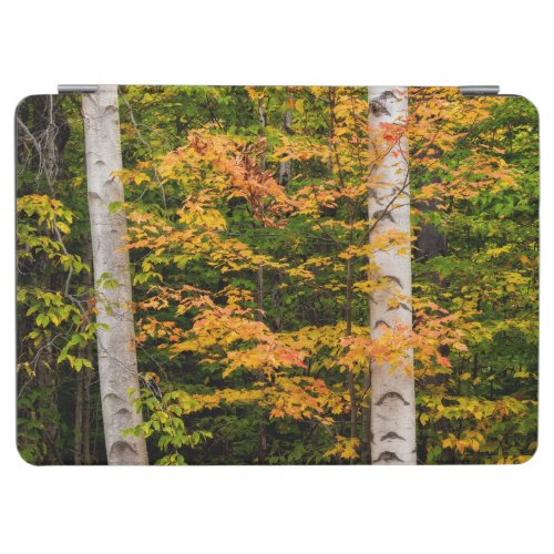 Maple  White Birch  White Mountains NH iPad Air Cover