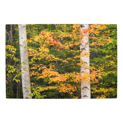 Maple  White Birch  White Mountains NH Metal Print