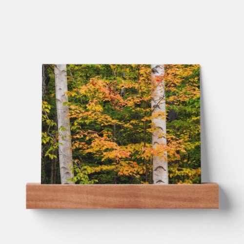 Maple  White Birch  White Mountains NH Picture Ledge