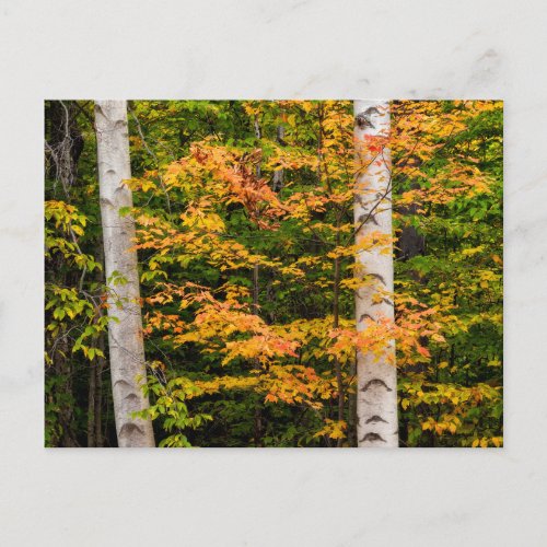 Maple  White Birch  White Mountains NH Postcard