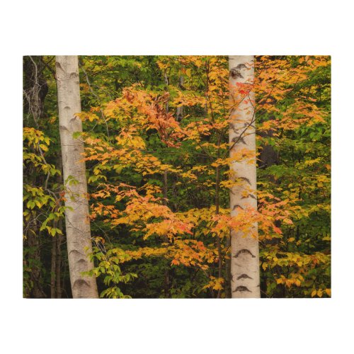 Maple  White Birch  White Mountains NH Wood Wall Art