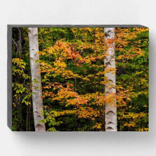 Maple  White Birch  White Mountains NH Wooden Box Sign