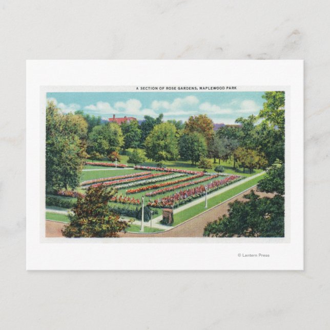 Maplewood Park Rose Garden View Postcard (Front)