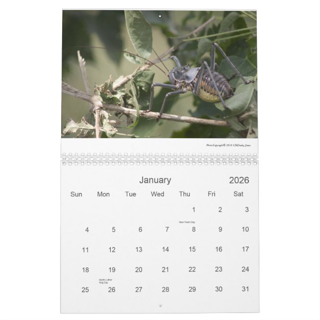 Mapungubwe NP RSA Wildlife 2011/12 Calendar (Jan 2026)