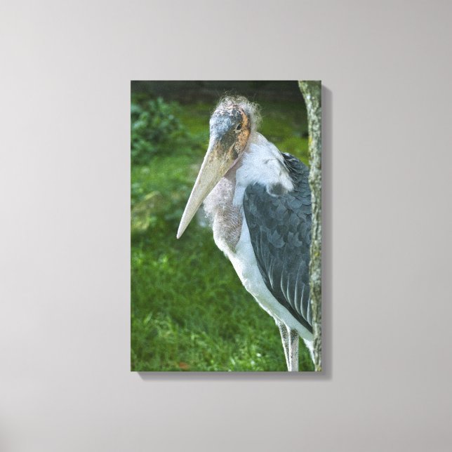 Marabou Canvas Print (Front)