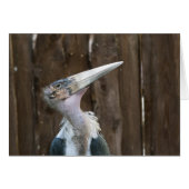 Marabou Stork (Front Horizontal)