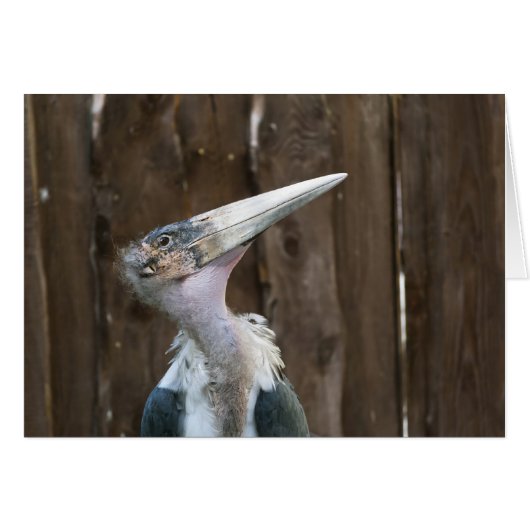 Marabou Stork (Front Horizontal)