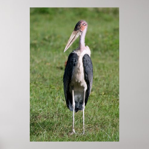 Marabou Stork Leptoptilos Crumeniferus 2 Poster