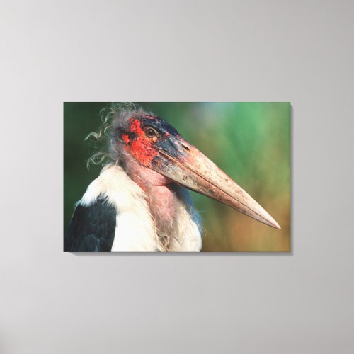 Marabou Stork Leptoptilos Crumeniferus Canvas Print