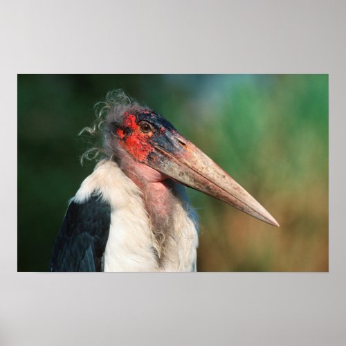 Marabou Stork Leptoptilos Crumeniferus Poster