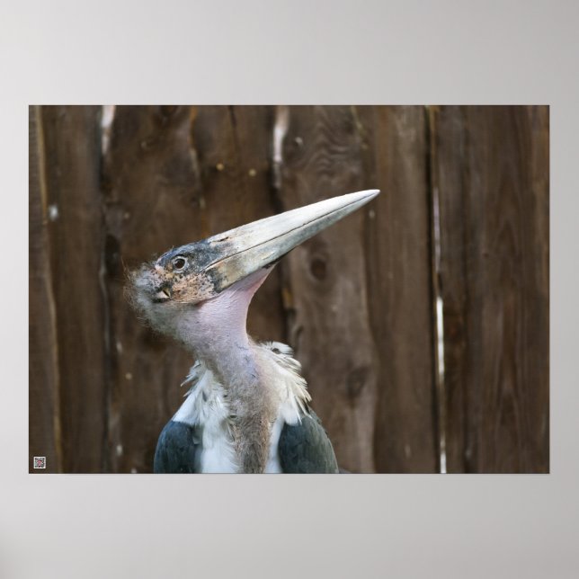 Marabou Stork Poster (Front)
