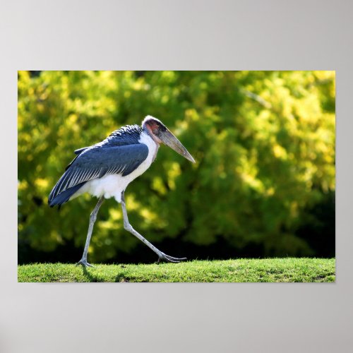 Marabou stork walking on grass poster
