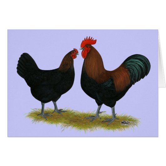 Marans Black Copper Cards (Front Horizontal)