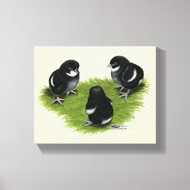 Marans Black Copper Chicks Canvas Print (Front)