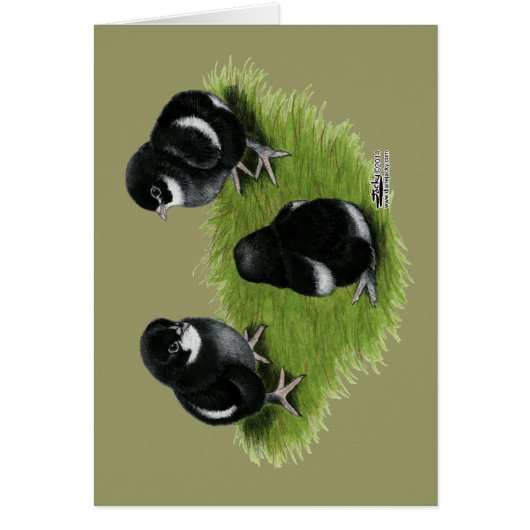 Marans Black Copper Chicks Cards (Front)