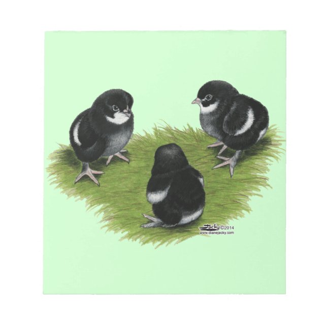 Marans Black Copper Chicks Notepad (Front)