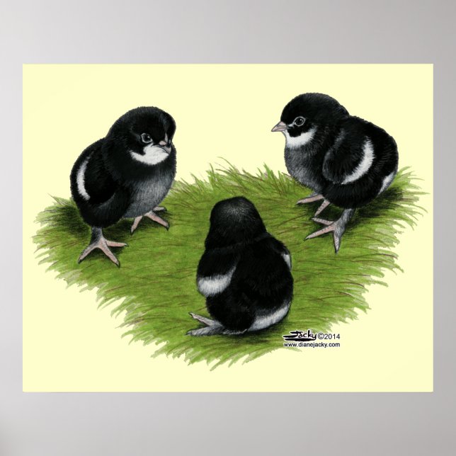 Marans Black Copper Chicks Poster (Front)