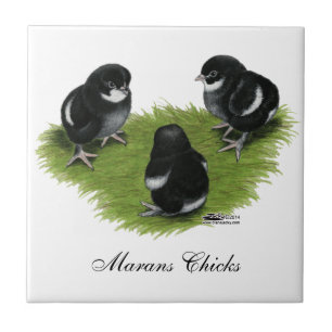 Marans Black Copper Chicks Tile