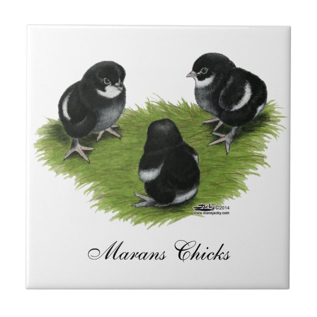 Marans Black Copper Chicks Tile (Front)