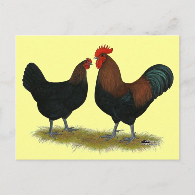 Marans Black Copper Postcard (Front)
