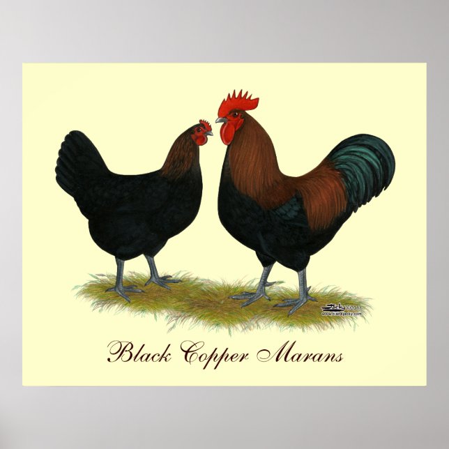 Marans Black Copper Poster (Front)