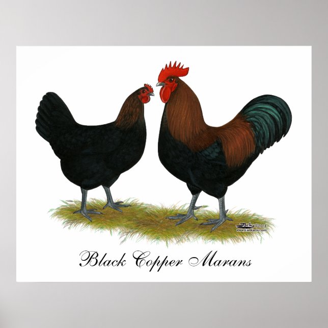 Marans Black Copper Poster (Front)