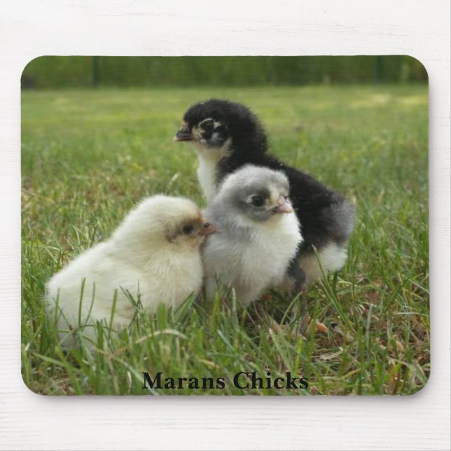 Marans Chicks Mouse Pad (Front)
