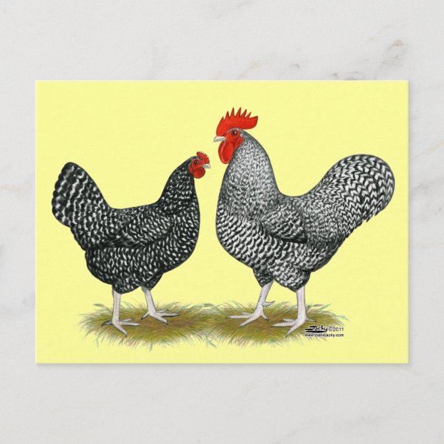 Marans:  Cuckoo Pair Postcard (Front)