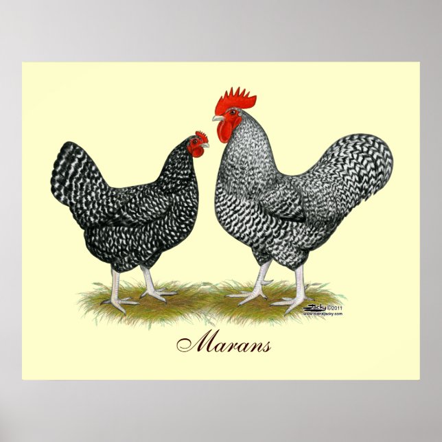 Marans:  Cuckoo Pair Poster (Front)