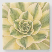 Marble Succulishus Coaster