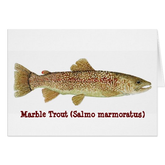 Marble Trout Cards (Front Horizontal)