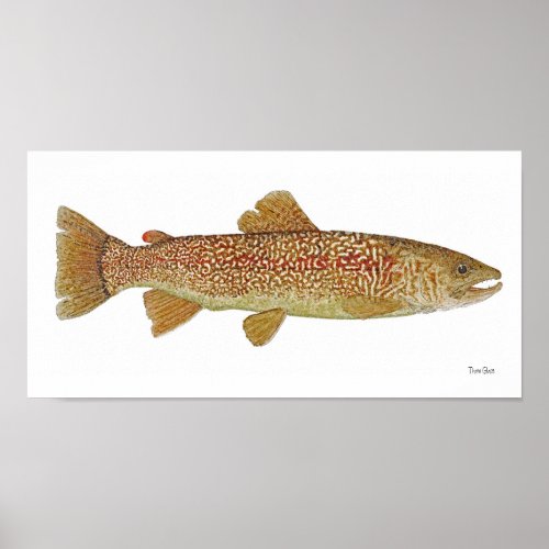 Marble Trout of Slovenia Art Poster