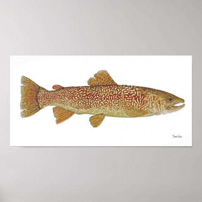 Marble Trout of Slovenia Art Poster (Front)