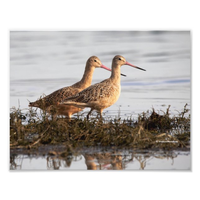 Marbled Godwits at Blackie Spit Photo Print (Front)
