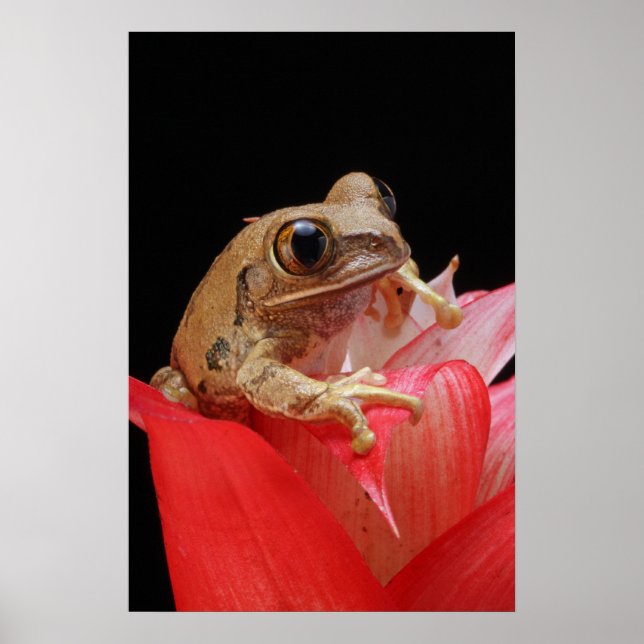 Marbled Reed Frog Poster (Front)