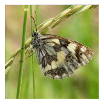 Marbled White Butterfly on Grass