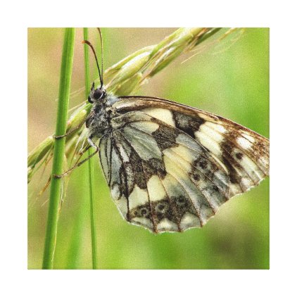 Marbled White Butterfly on Grass Canvas Print