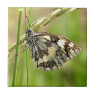 Marbled White Butterfly on Grass Ceramic Tile