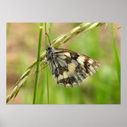 Marbled White Butterfly on Grass Poster