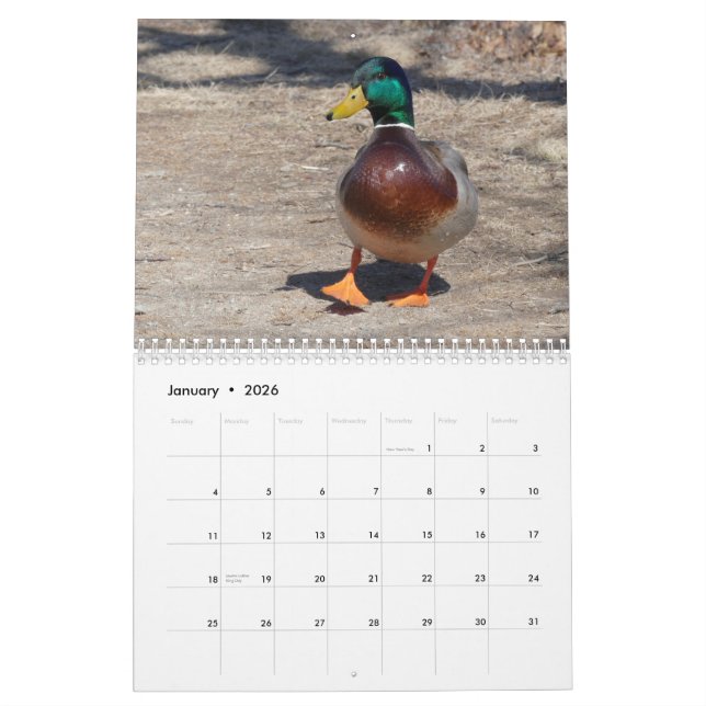 March 22 to Feb 23 Moments in Nature Calendar (Jan 2026)