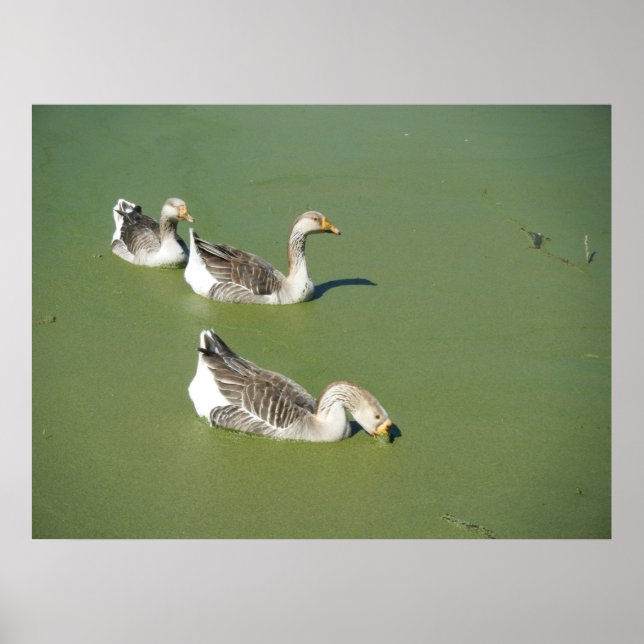 March 4th_Swamp Ducks #2 Poster (Front)