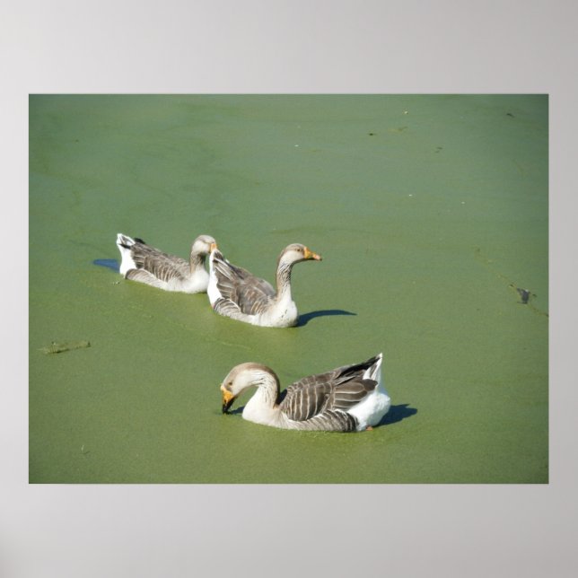 March 4th_Swamp Ducks Canvas Poster (Front)