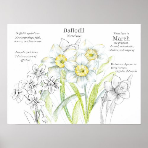 March Birthday Daffodils Birth Month Flower  Poster